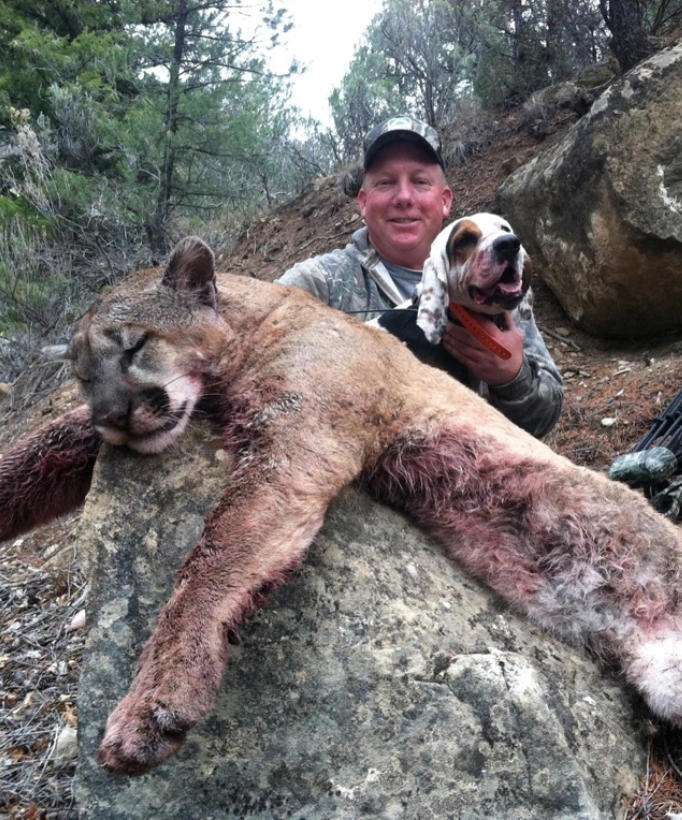 homeward bound golden retriever